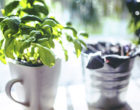 Plantas para tu propio huerto en casa