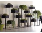 5 tipos de plantas perfectas para el interior de tu vivienda