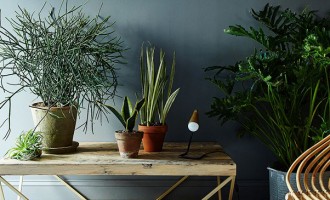 Las mejores plantas para casa; ¡dale un toque natural a tu hogar!