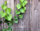 Motivos vegetales para decorar las estancias de tu vivienda