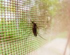 Repelentes caseros para acabar con los insectos en el verano