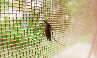 Repelentes caseros para acabar con los insectos en el verano