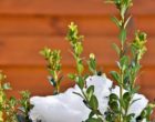 Las mejores plantas de invierno para poner a punto tu jardín